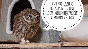 Сколько стоит цветок хоста в Fix Price в Рикер